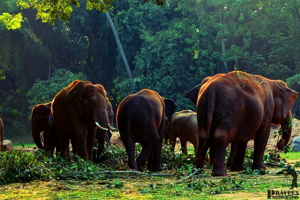Photo of Tourist Places In Karnataka That Will Give Every Traveller Major Goals 3/6 by Karthik Rao V