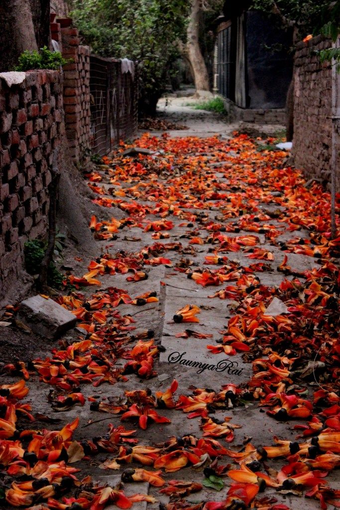 Exploring the Art on Streets of Lodhi Colony - Tripoto