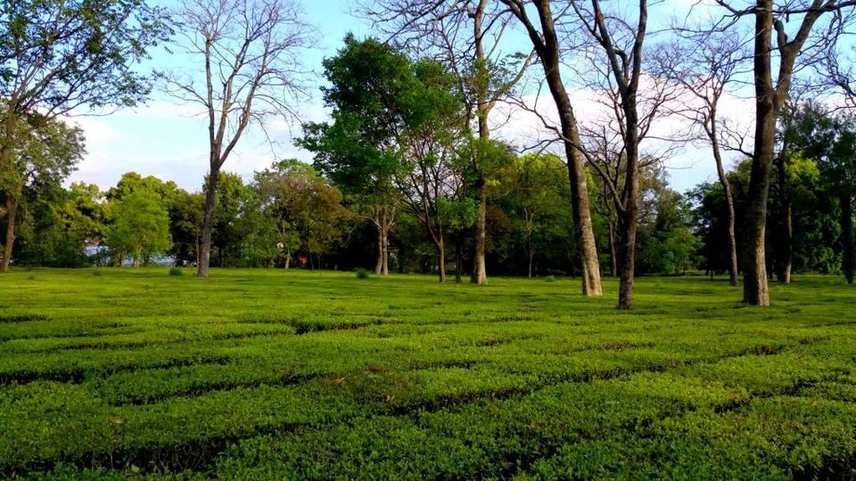 Photo of Palampur-The perfect weekend getaway! 7/8 by Road to Taste