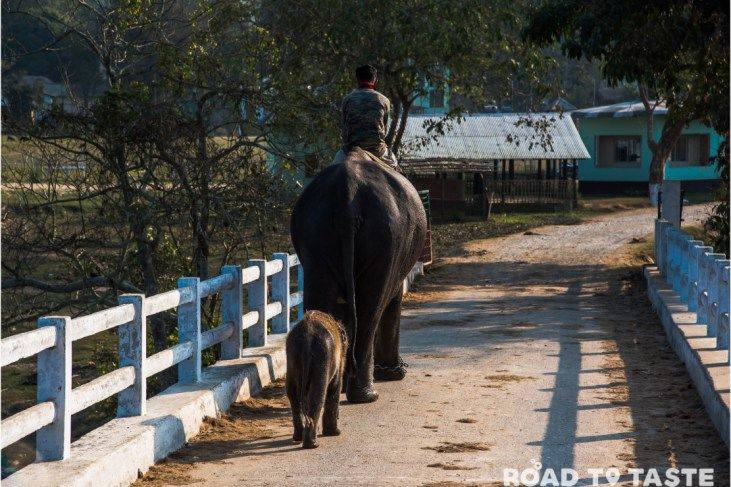 Photo of Kaziranga National Park, Kanchanjuri, Assam, India by Road to Taste