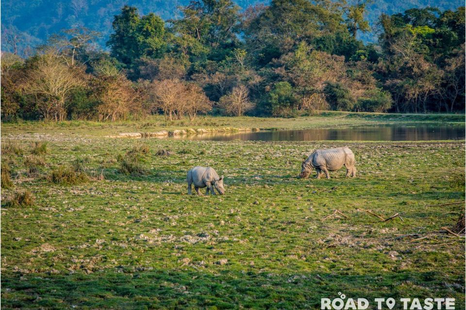 Photo of Kaziranga National Park - What to expect from the jungle safaris in the wild by Road to Taste