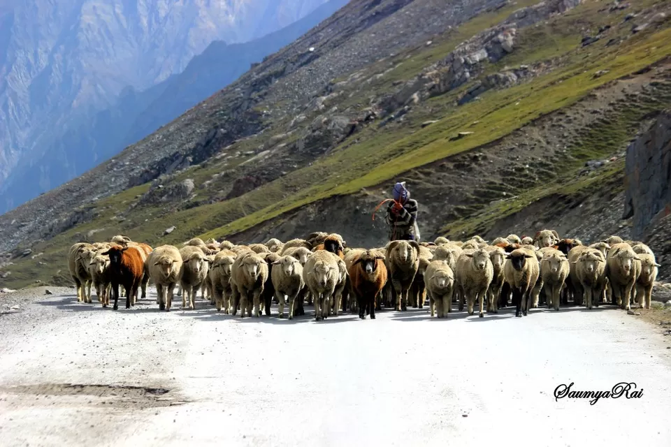 Photo of Bookmarks on the Srinagar-Leh Highway by Road to Taste