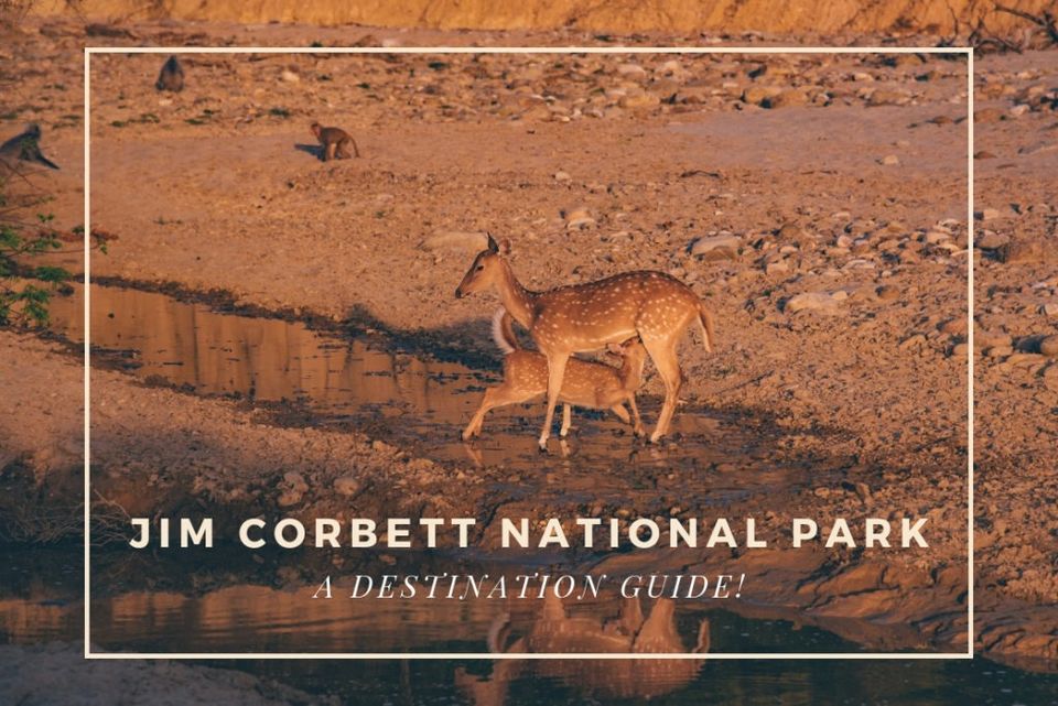 Photo of Planning a Trip to Jim Corbett? This Extensive Guide Is the Only Thing You'll Need! by Road to Taste