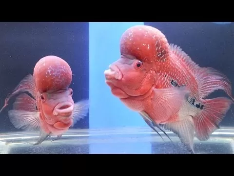 Photo of Taraporewala Aquarium, Girgaon, Mumbai, Maharashtra, India by Yash Saxena