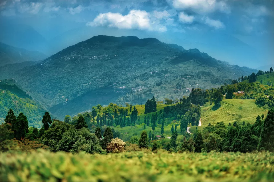 Photo of The DARJEELING by Susnata
