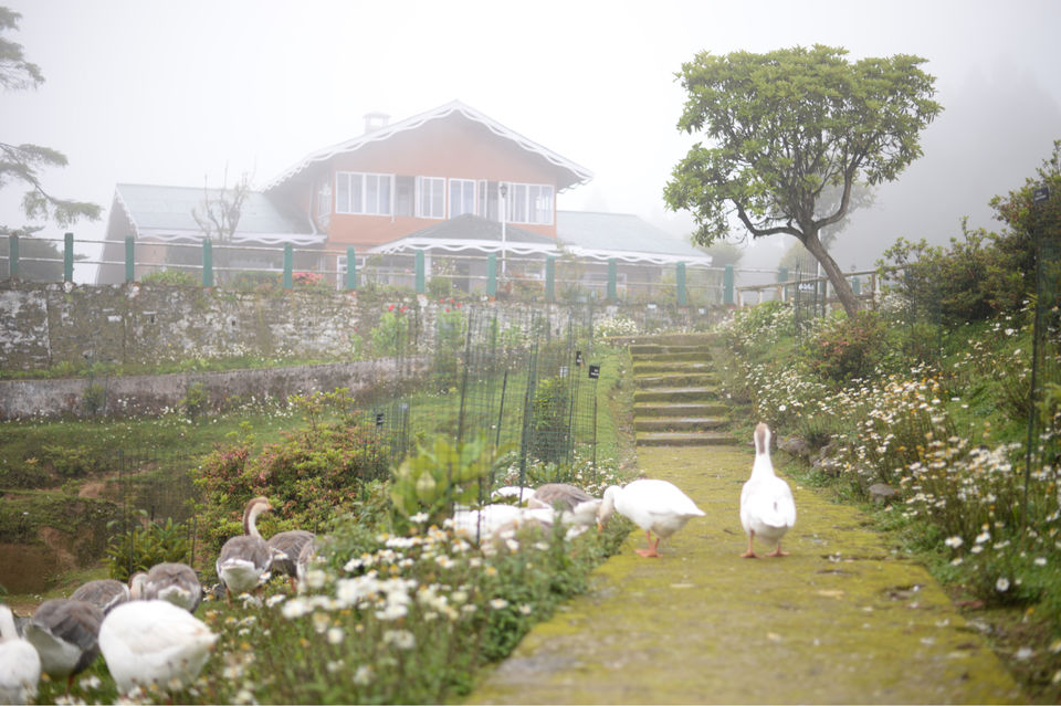 Photo of The DARJEELING by Susnata