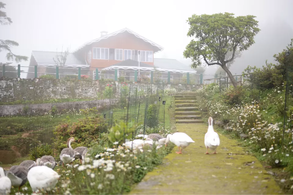 Photo of The DARJEELING by Susnata