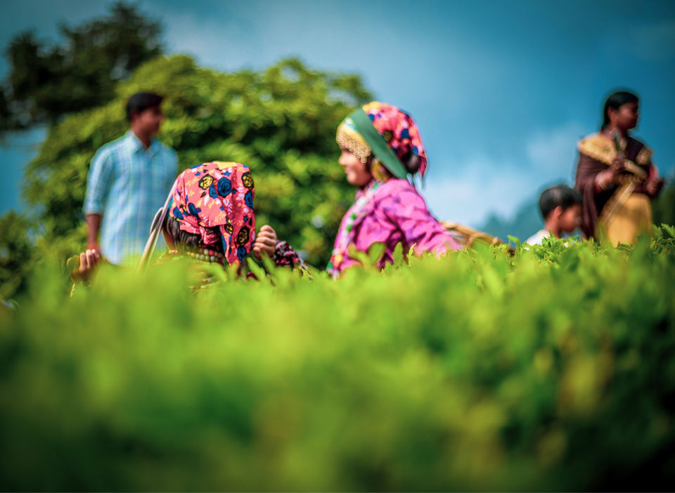 Photo of The DARJEELING by Susnata