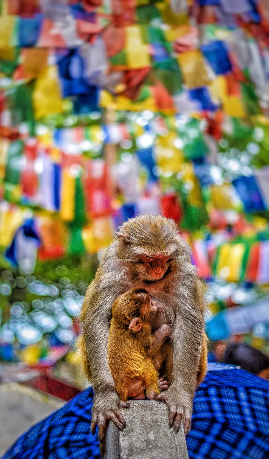 Photo of The DARJEELING by Susnata
