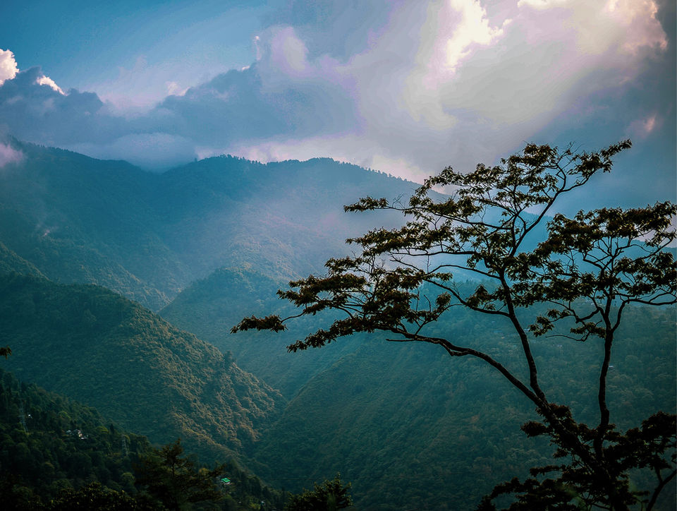 Photo of The DARJEELING by Susnata