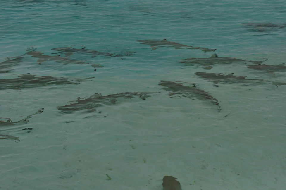 Photo of 7 reasons why you need to plan a trip to Maldives ! by Travsian