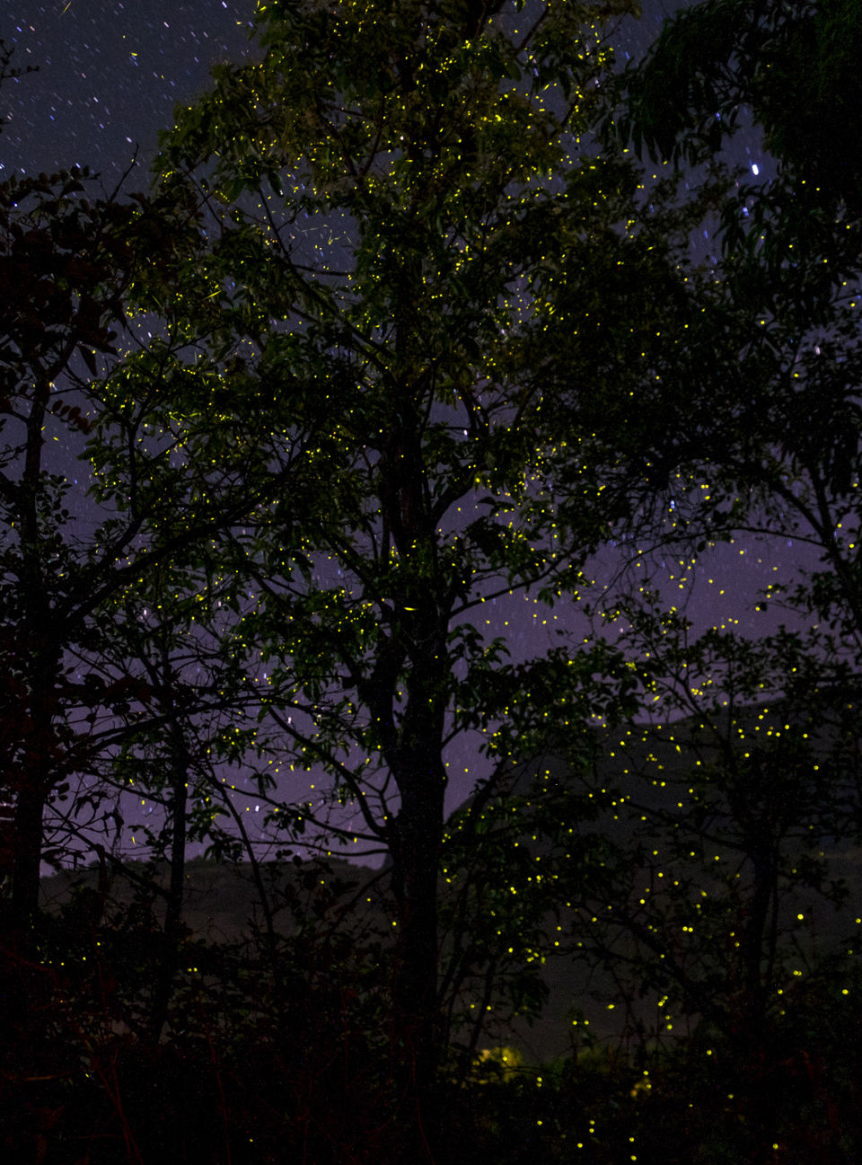 Photo of The Dance of the Fireflies 9/10 by The reDiscovery Project