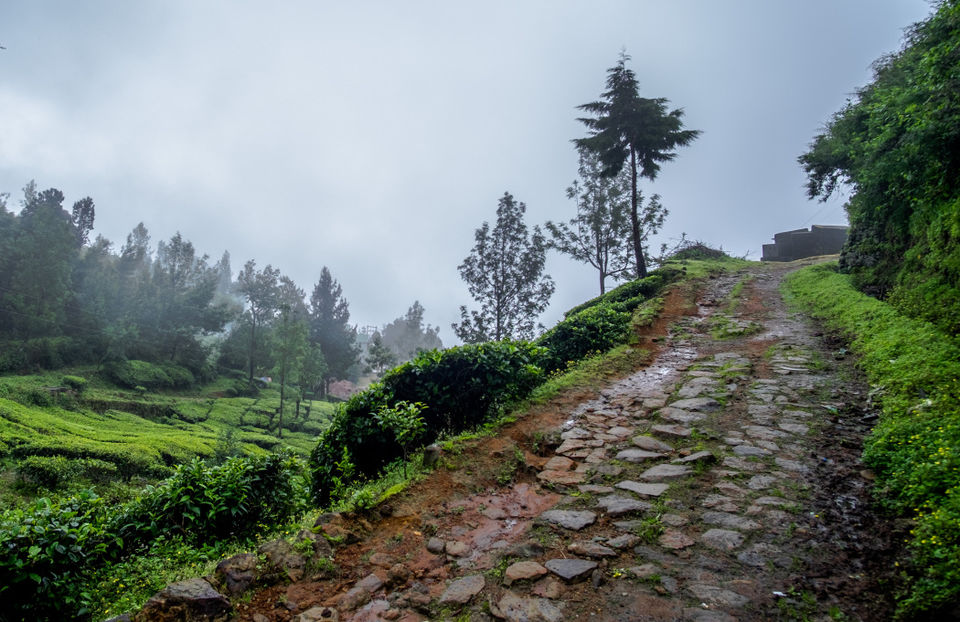 Photo of The Road that isn’t & The Highest Tea Plantation in the world. 8/12 by The reDiscovery Project