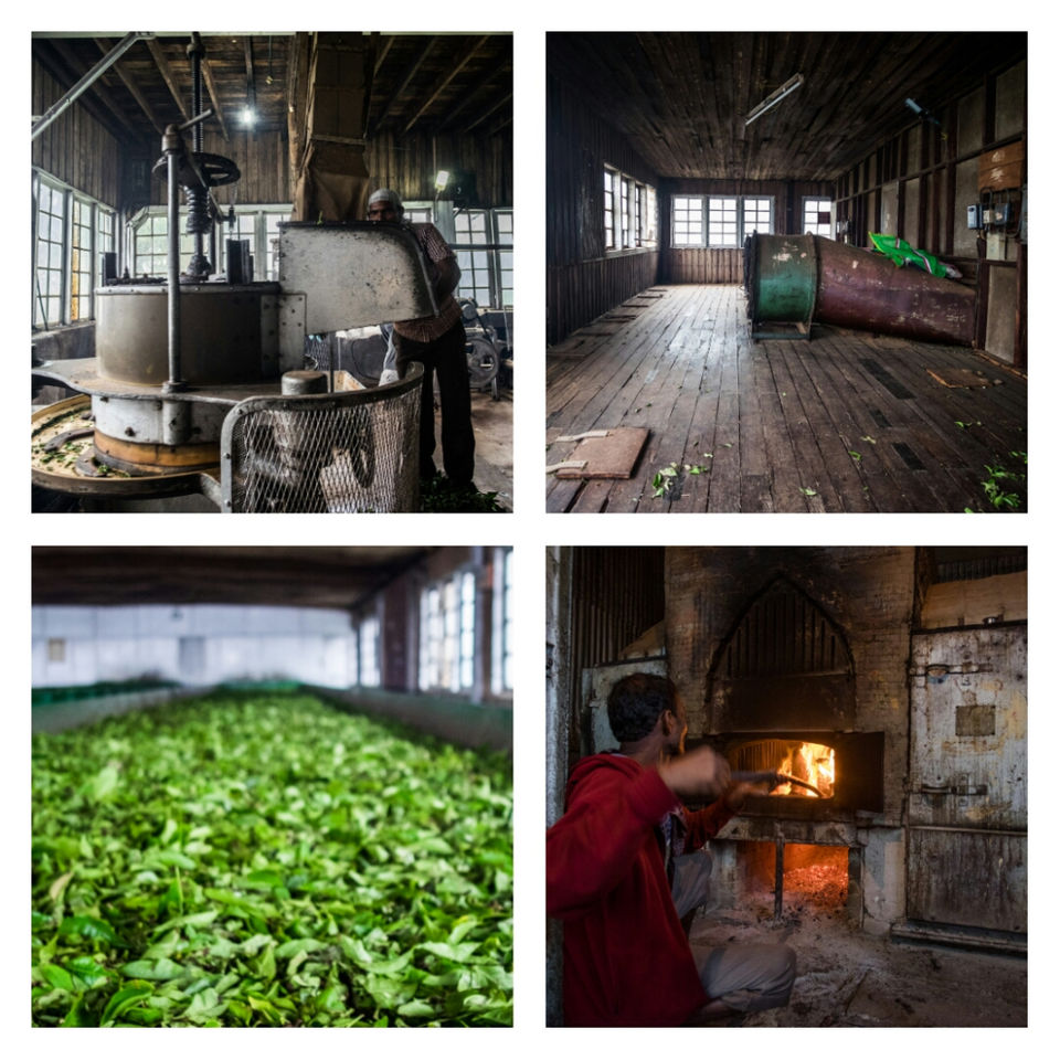 Photo of The Road that isn’t & The Highest Tea Plantation in the world. 11/12 by The reDiscovery Project