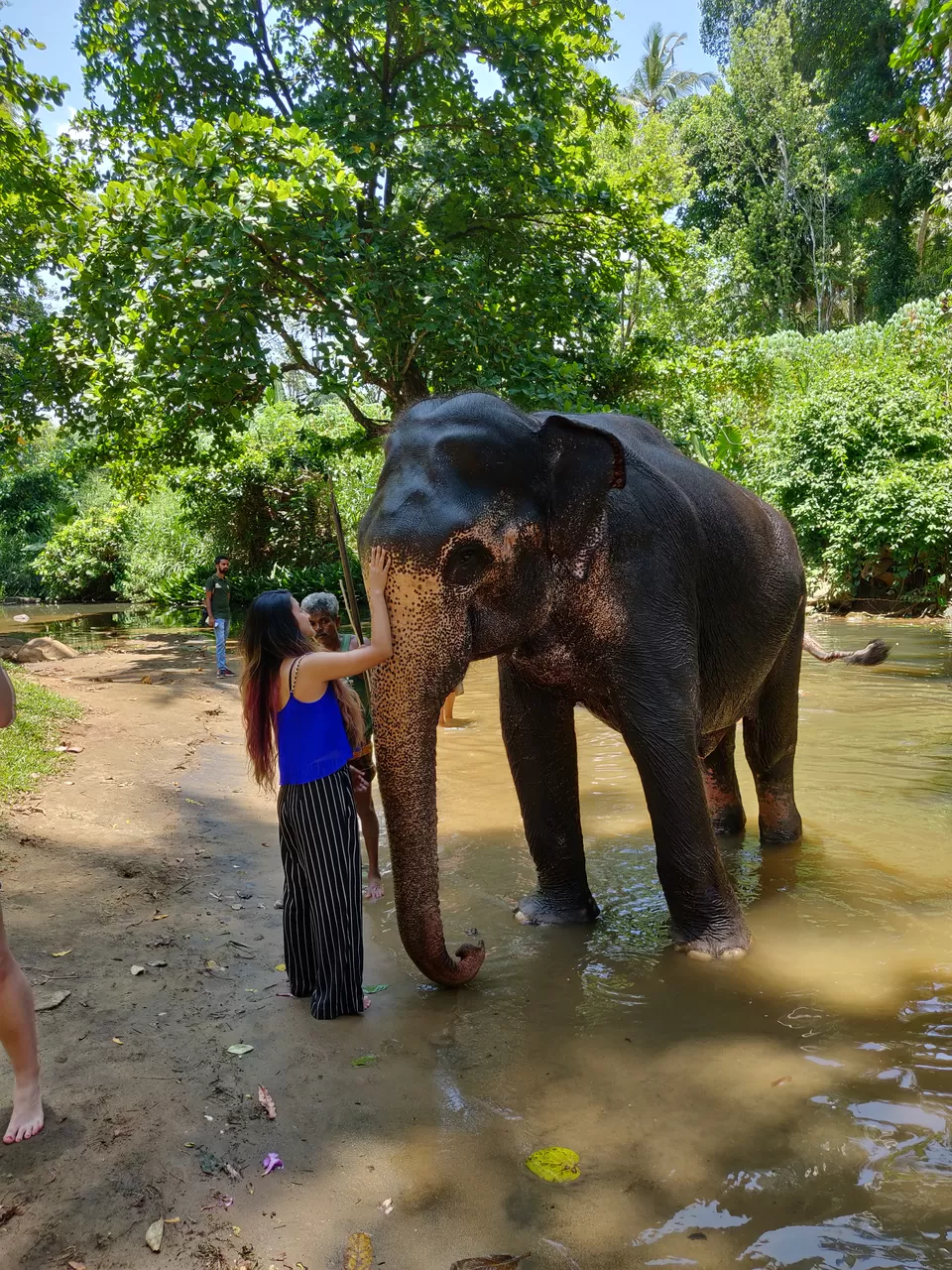 Photo of Millennium Elephant Foundation, B199, Rambukkana, Sri Lanka by Jaya Singh
