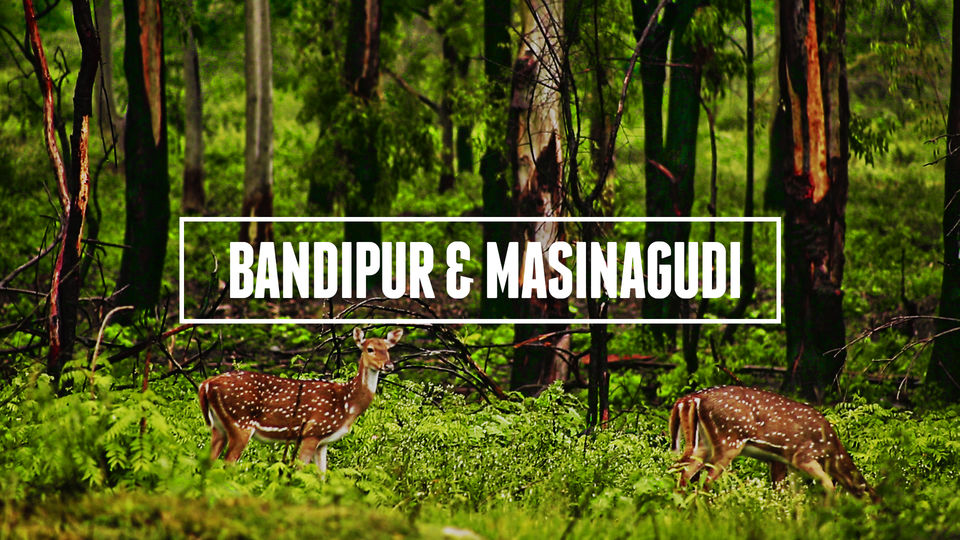 Photo of Bandipur & Masinagudi – The Reserves of Two States and Best Weekend Getaway 1/16 by Venky Rover Scout