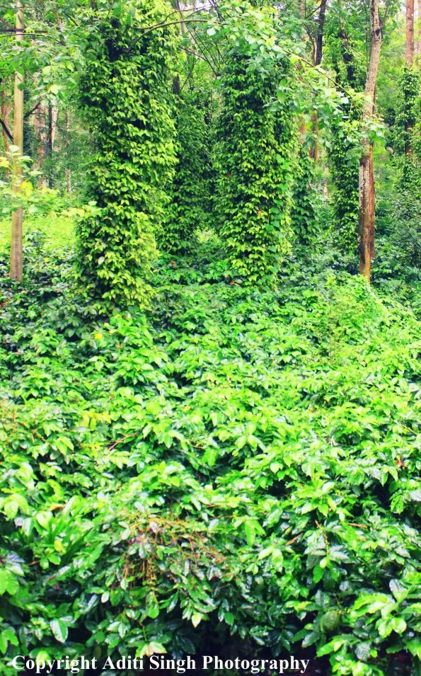 Photo of Coorg, Karnataka, India by Aditi