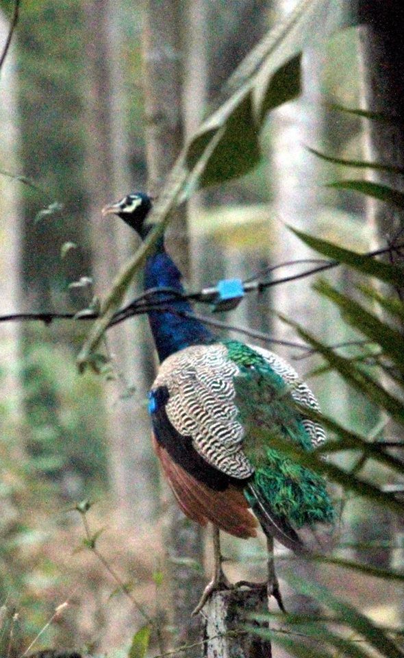 Photo of Into The Wild - Behind My Backyard 14/24 by Liz Thottan