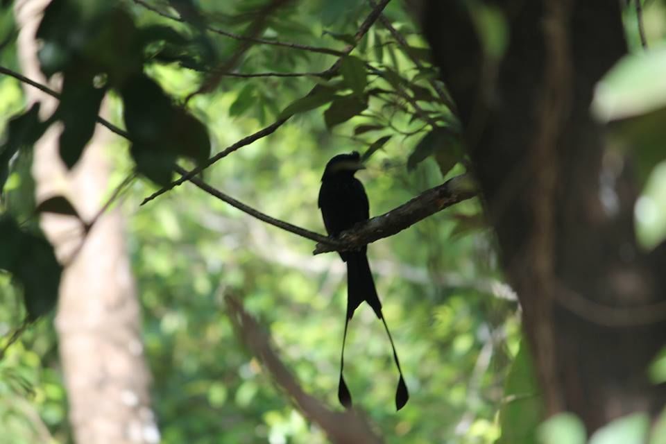 Photo of Into The Wild - Behind My Backyard 16/24 by Liz Thottan