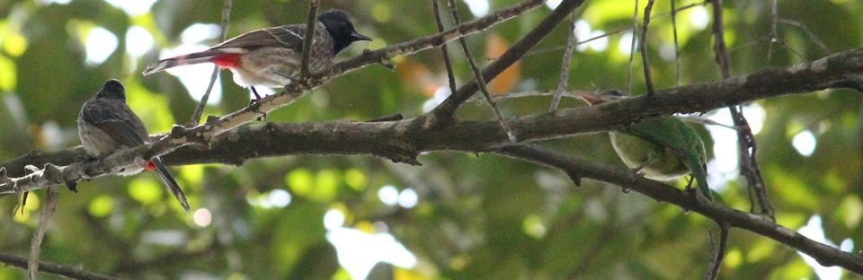 Photo of Into The Wild - Behind My Backyard 20/24 by Liz Thottan