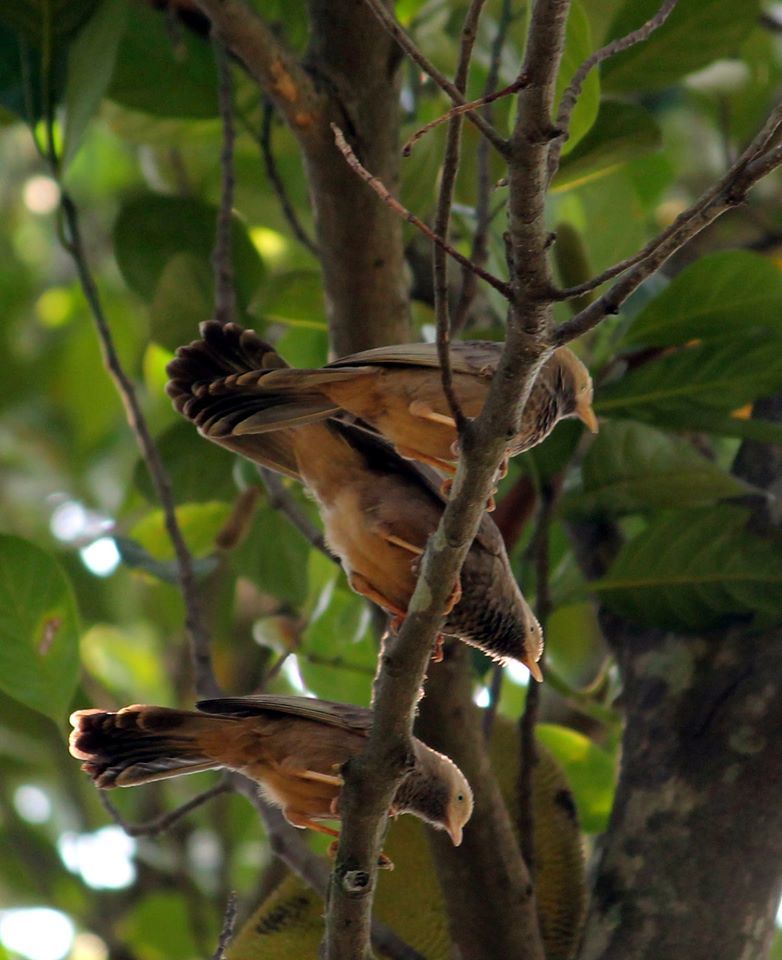 Photo of Into The Wild - Behind My Backyard 23/24 by Liz Thottan