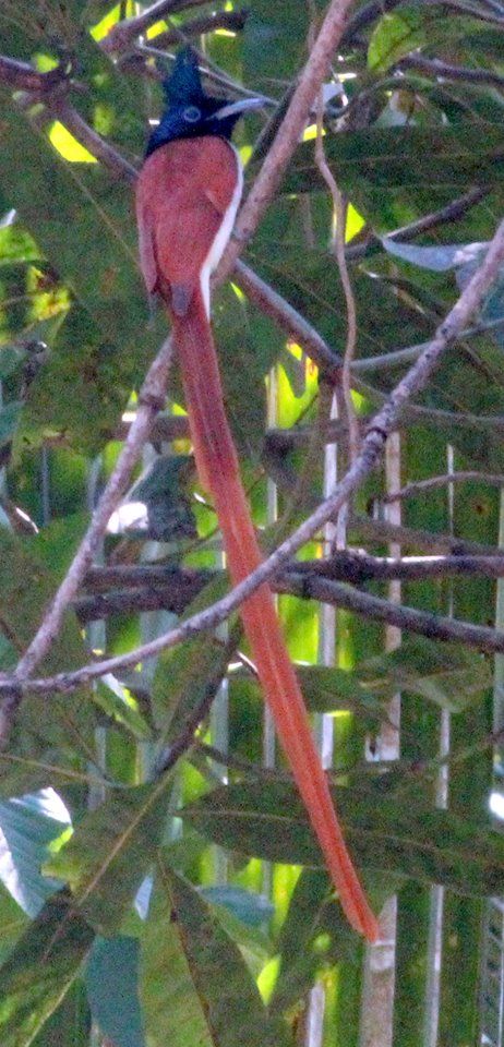 Photo of Into The Wild - Behind My Backyard 24/24 by Liz Thottan
