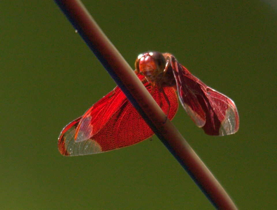 Photo of Into The Wild - Behind My Backyard 6/24 by Liz Thottan