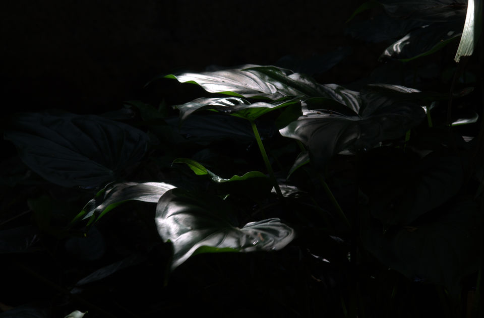 Photo of Into The Wild - Behind My Backyard 8/24 by Liz Thottan