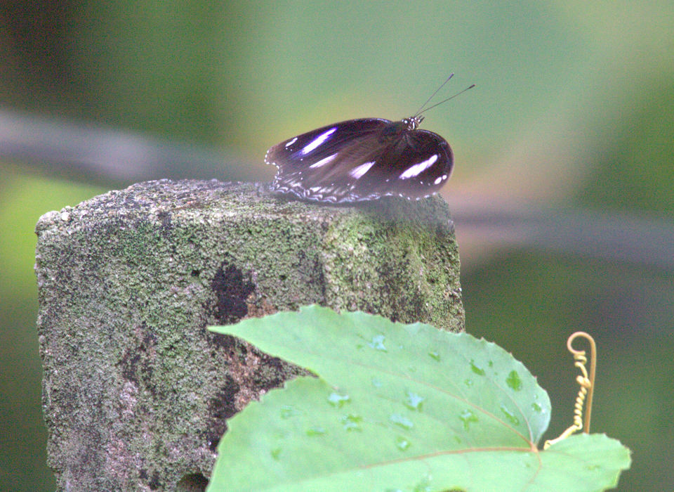 Photo of Into The Wild - Behind My Backyard 9/24 by Liz Thottan