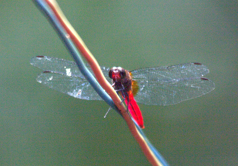 Photo of Into The Wild - Behind My Backyard 12/24 by Liz Thottan