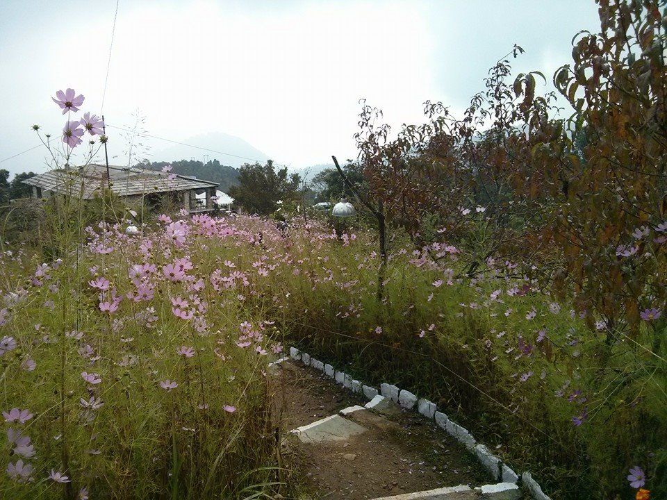 Photo of Dunagiri Road, Dudhouli, Uttarakhand, India by Prachi