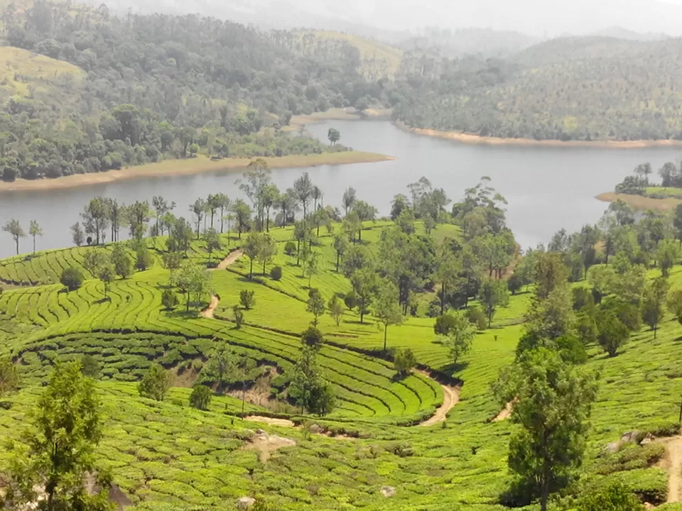 Photo of Munnar, Kerala, India by Dipti Goyal