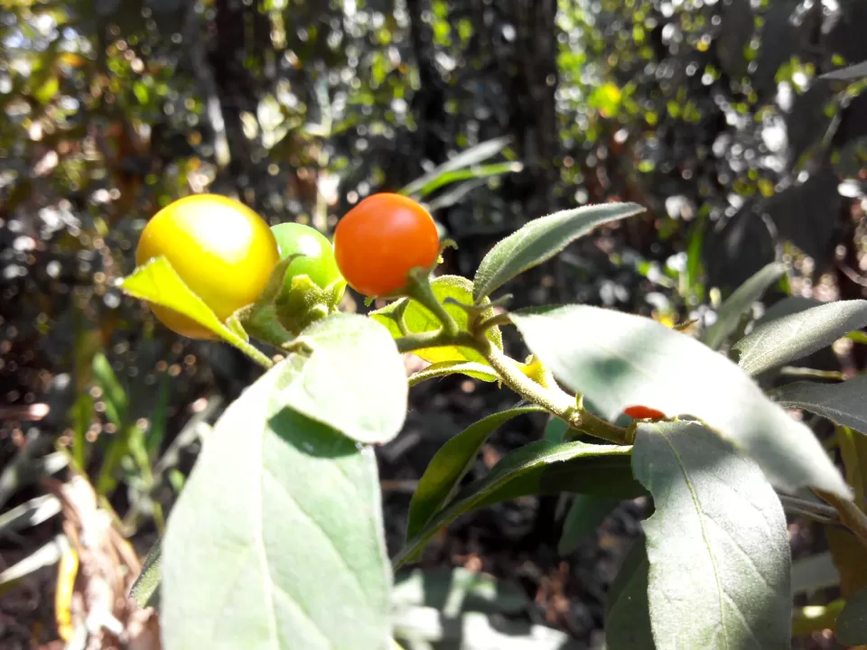 Photo of Thekkady, Kumily, Kerala, India by Dipti Goyal