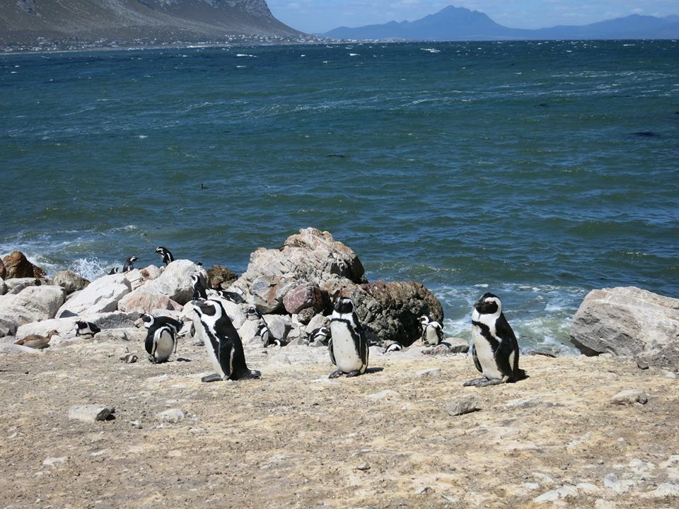 Photo of 15 Never Seen Before Shots From A Volunteer Trip To South Africa 4/15 by Dipti Goyal