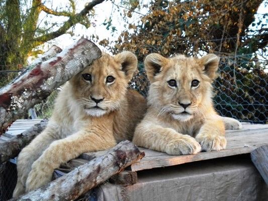 Photo of 15 Never Seen Before Shots From A Volunteer Trip To South Africa 10/15 by Dipti Goyal