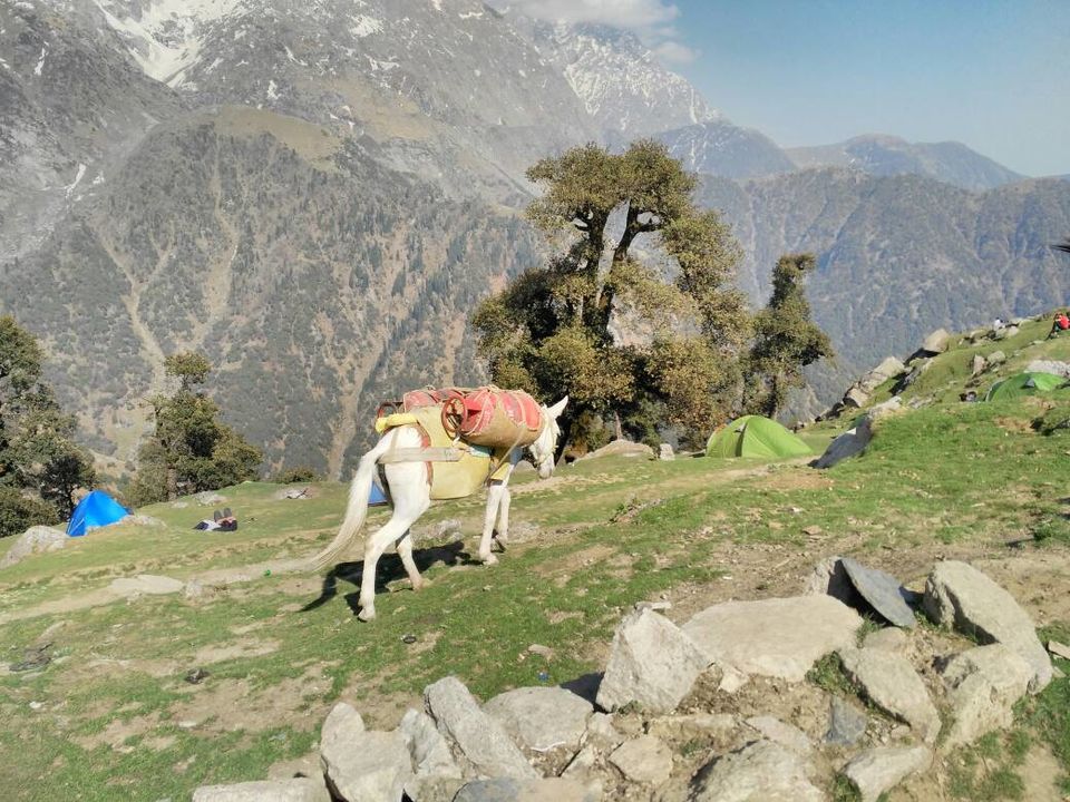 Photo of Triund Trek Trail, Trail to Triund Hill, Dharamshala, Himachal Pradesh, India by Dipti Goyal