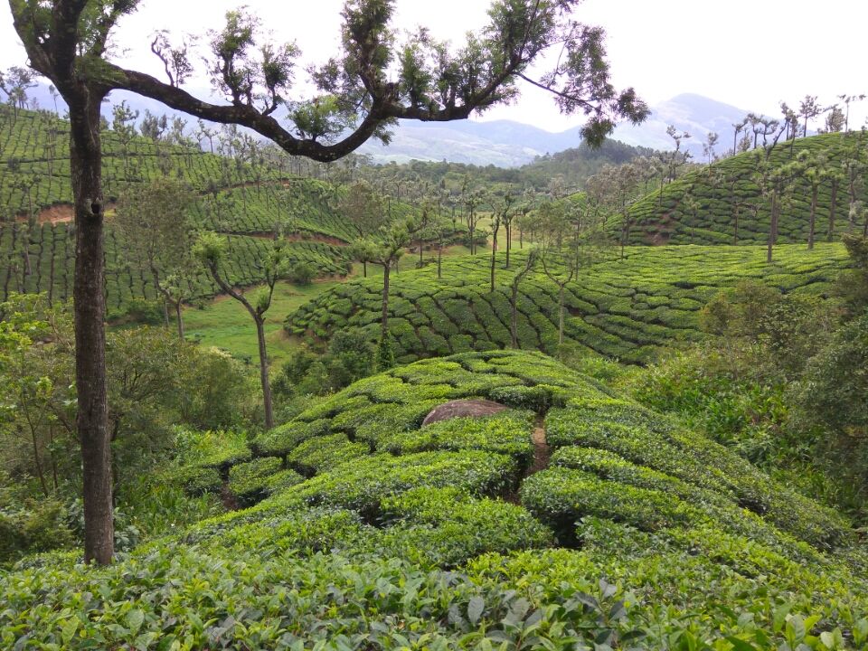 Photo of A Day In Chinnakannal, Munnar by Deepu Krishnan