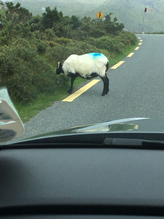 Photo of Sligo, Ireland by Ashley Harig Pournaras