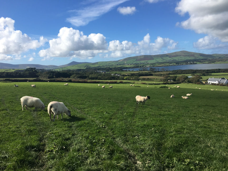 Photo of Dingle & Slea Head Drive by Ashley Harig Pournaras