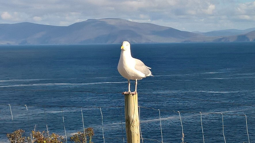 Photo of Dingle & Slea Head Drive by Ashley Harig Pournaras