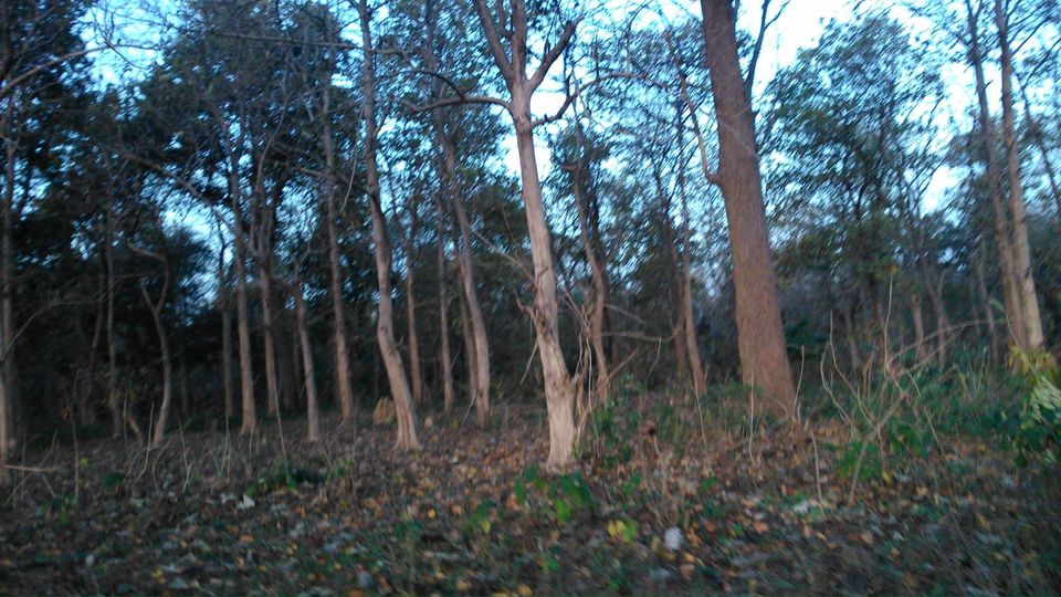Photo of JIM CORBETT PARK: WILDLIFE, LANDSCAPE & BEYOND 6/8 by Kushendra Tiwary