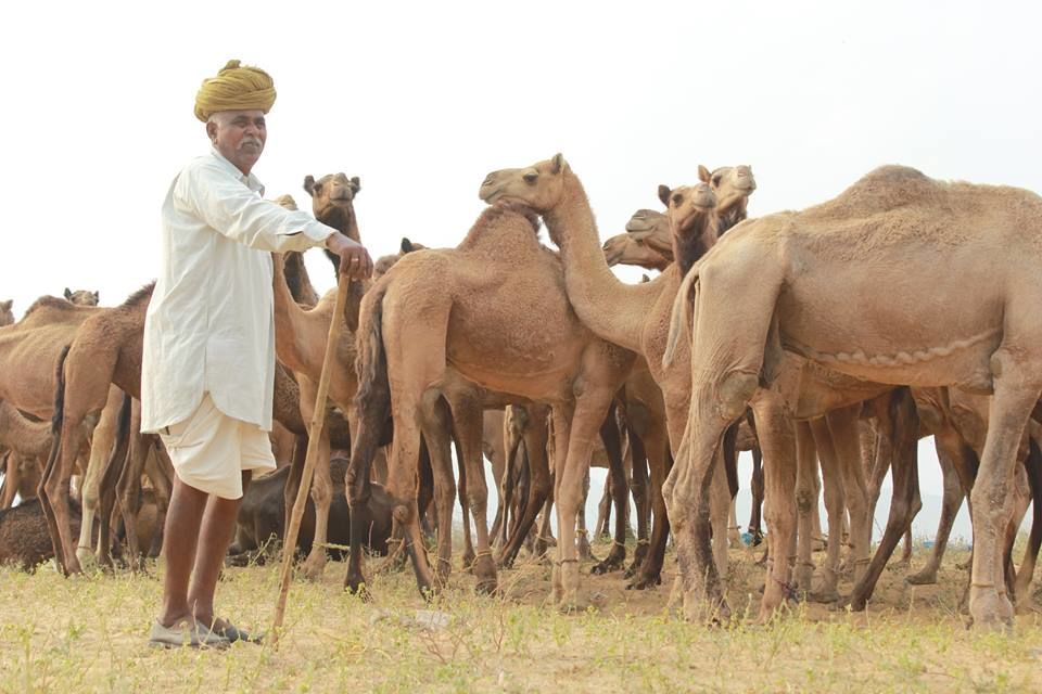 Photo of Pushkar Mela : The Lively Affair 1/9 by Kushendra Tiwary