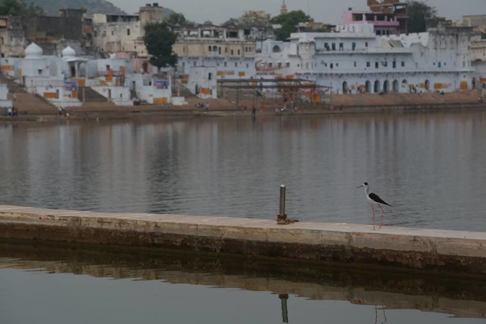 Photo of Pushkar Mela : The Lively Affair 4/9 by Kushendra Tiwary