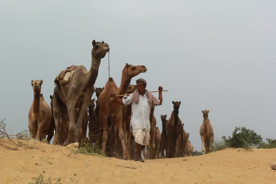 Photo of Pushkar Mela : The Lively Affair 5/9 by Kushendra Tiwary