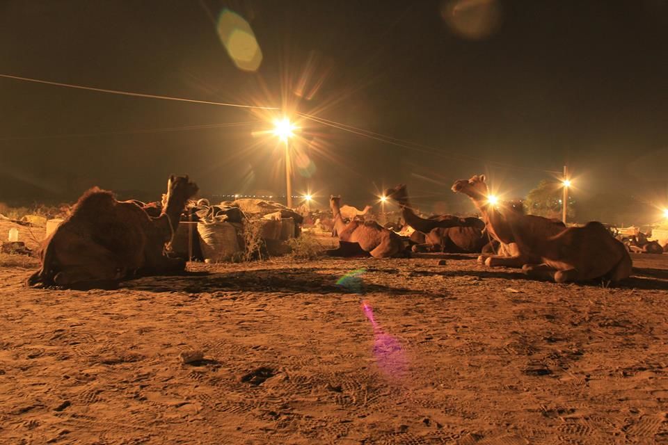 Photo of Pushkar Mela : The Lively Affair 6/9 by Kushendra Tiwary