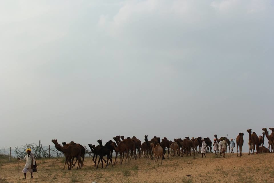 Photo of Pushkar Mela : The Lively Affair 9/9 by Kushendra Tiwary