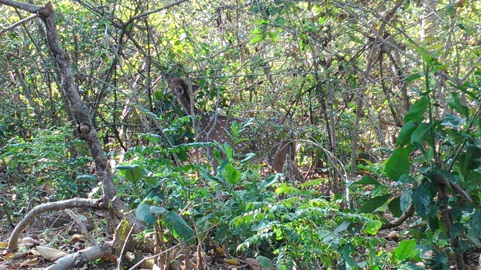 Photo of JIM CORBETT PARK: WILDLIFE, LANDSCAPE & BEYOND 5/8 by Kushendra Tiwary