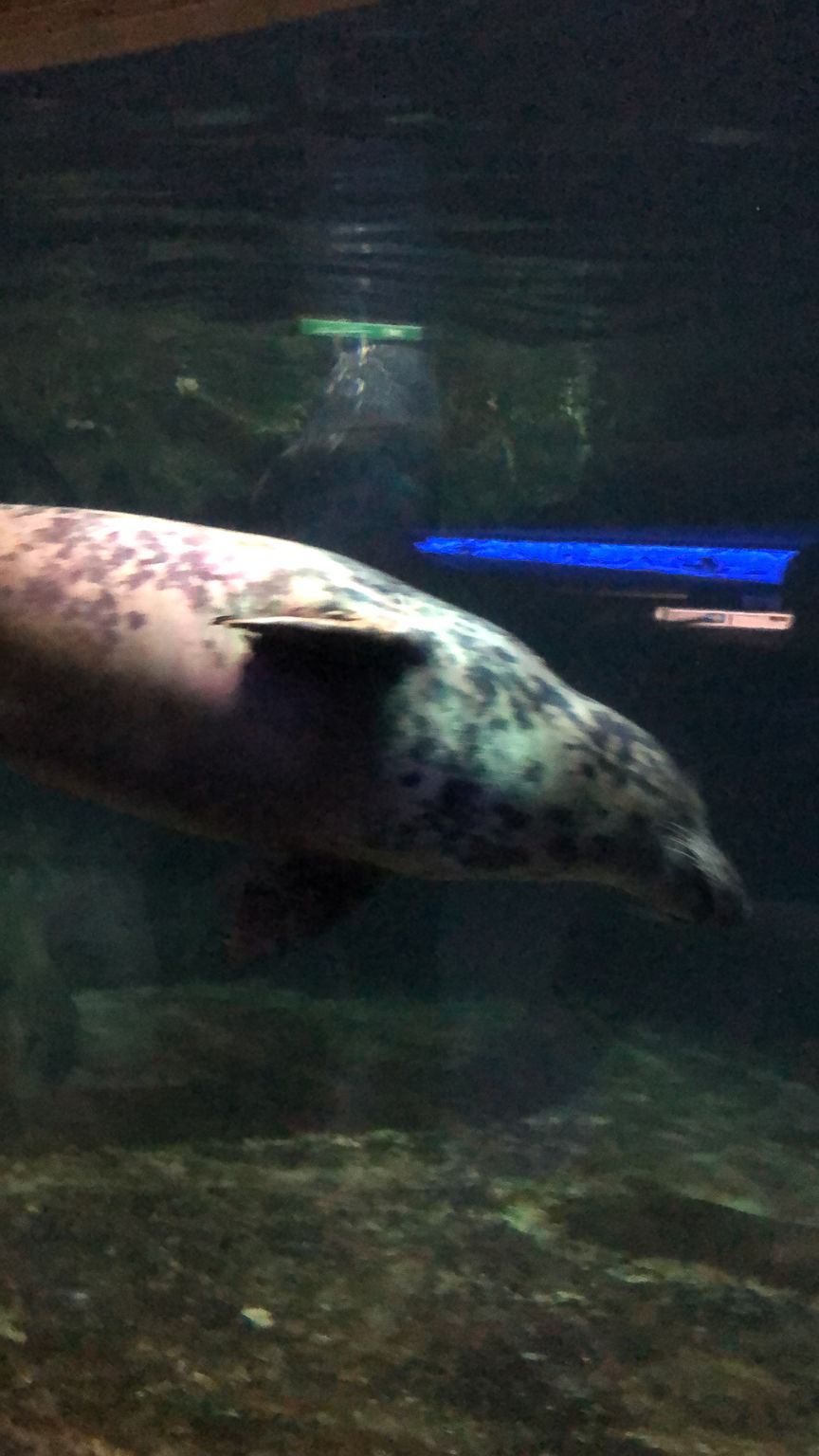 Photo of Okeanarium, Ulitsa Mapata, Saint Petersburg, Russia by Rashmi Sharma