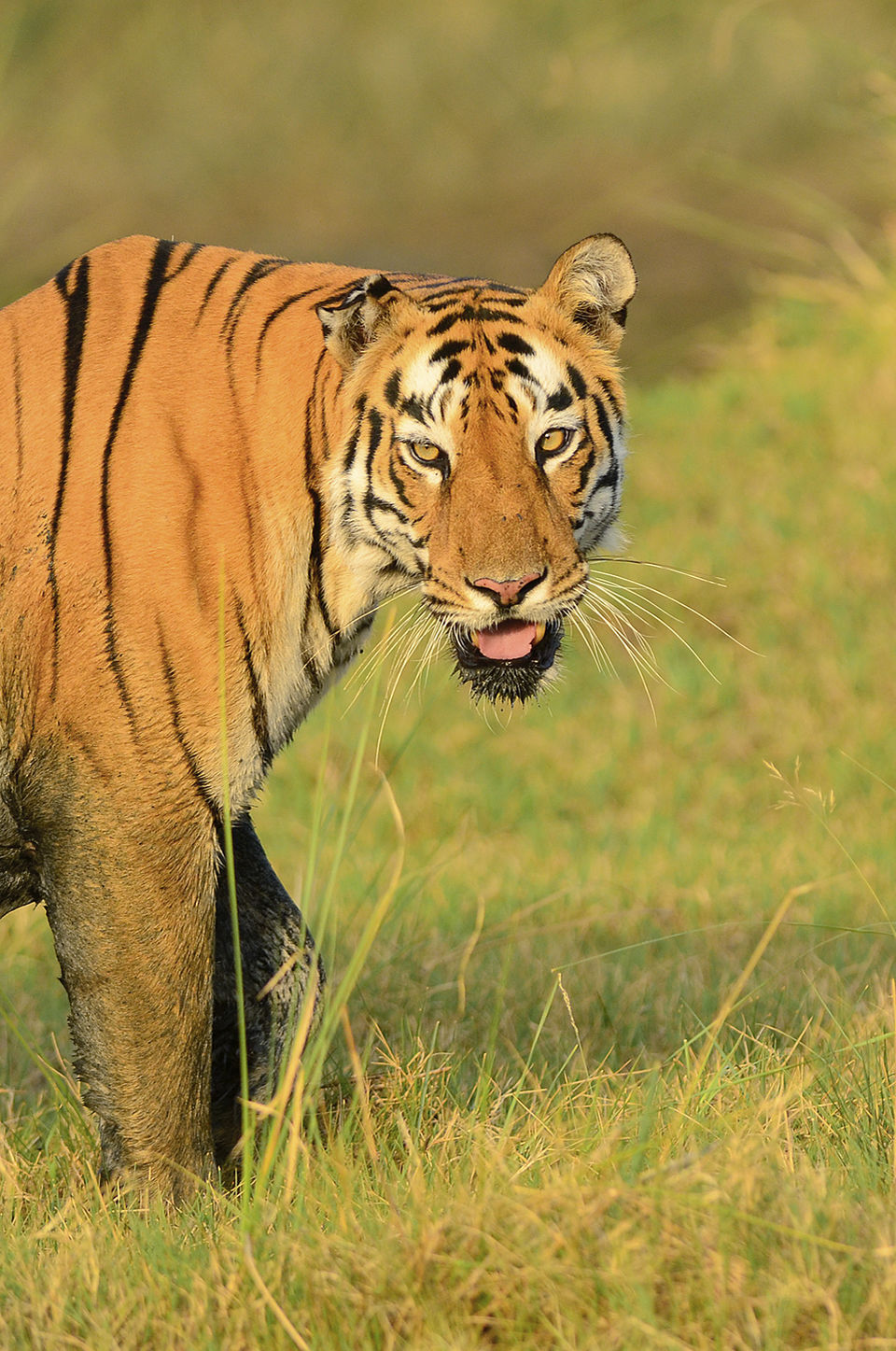 Photo of Because We Boast of Our Tigers in the Wild! 5/8 by Zafar Anis