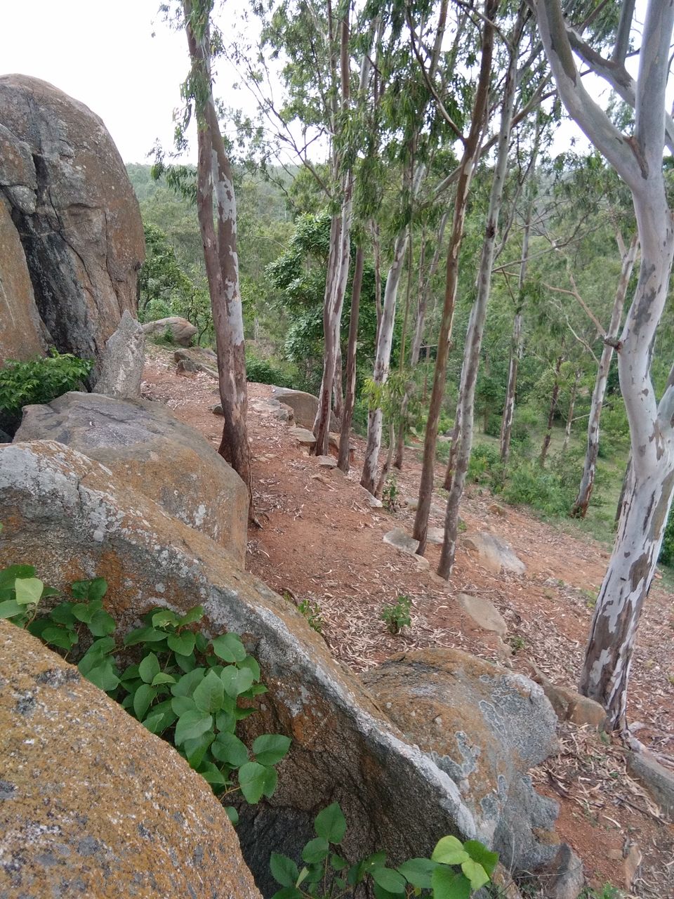 Photo of This forest trek on the outskirts of Bengaluru is the most convenient option for Weekend mornings by Rishika Jain